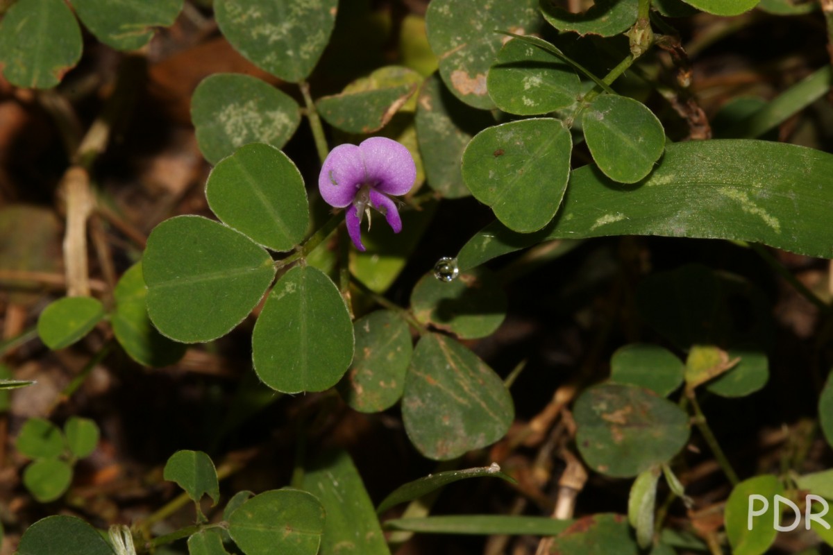 Grona triflora (L.) H.Ohashi & K.Ohashi